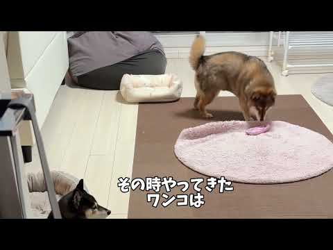 いなくなった同居犬？ サムネイル