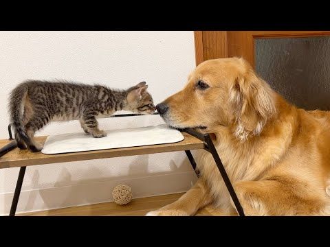 今日は、子猫のママ休みます...【ゴールデンレトリバー・ボーダーコリー】