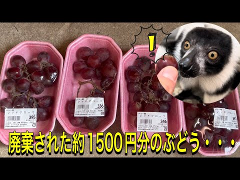 廃棄された約1500円分のぶどうを動物園のお猿さん達に♫久々のぶどうに大喜びでした！ サムネイル