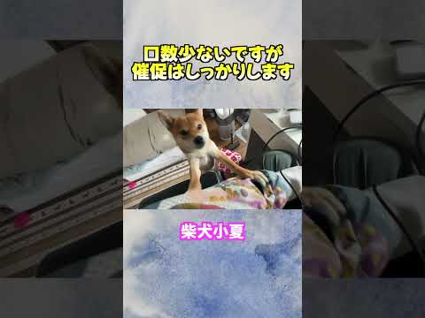 口数少ないですが 催促はしっかりします サムネイル