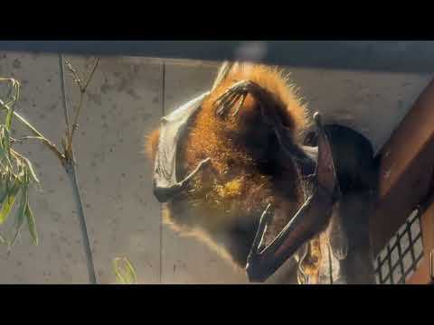 グルーミング中〜　オリイオオコウモリ　上野動物園にて　2026年2月6日 サムネイル
