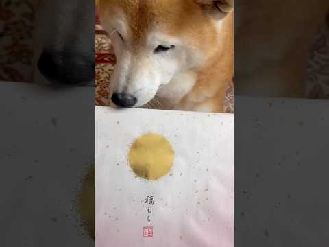 柴犬福 正月早々、福もちを持った姉に絡まれる柴犬🤣Sis and Shiba🤣姉と柴 shorts funny fun… サムネイル