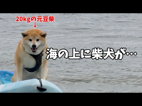 【凄すぎる】ここまで柴犬が勇敢だとは思いませんでした。こんな柴犬見た事がありません… サムネイル