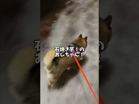 その時柴犬🐕はたしかに呼ばれた気がした・・・ サムネイル