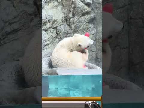 shorts 可愛いボク　  ホッキョクグマの仔モモ太くん　男鹿水族館GAOにて　2026年6月26日  IMG 58…