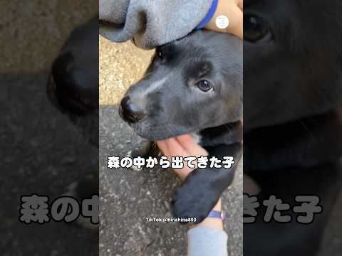 森の中から現れた子犬に癒される　子犬　犬　いぬ　かわいい かわいい犬 サムネイル