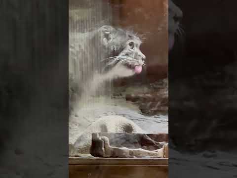 shorts 美味しい肉汁もペロペロ クリョンくん☺️ マヌルネコ　上野動物園にて　2026年5月8日 サムネイル