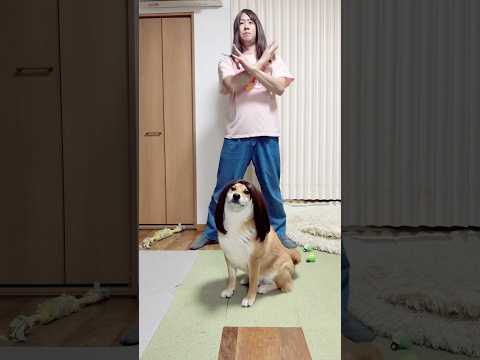 景子とばくれつ💕　柴犬 milk shorts サムネイル