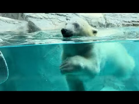 ザブ〜〜ン！！モモ太くん　  ホッキョクグマの仔　男鹿水族館GAOにて　2026年5月22日 サムネイル