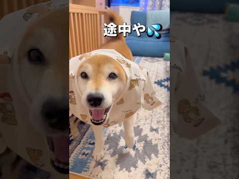柴が柴を着る🐶‼️柴犬 チワワ shorts サムネイル