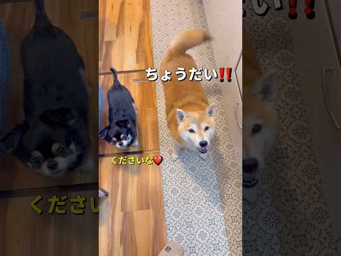 味見係🐶🐶🎵柴犬 チワワ shorts サムネイル