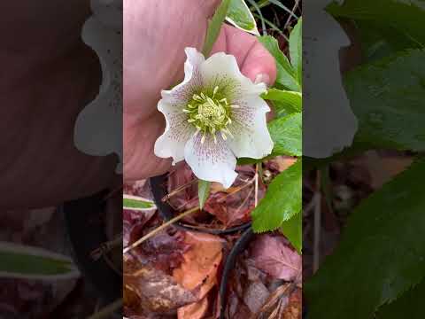 shorts クリスマスローズが咲きました〜　2026年4月10日