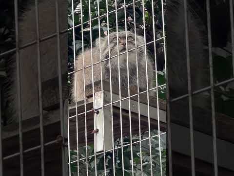 shorts エルくん さっきミーニャちゃん出て来たんだヨ〜！　マヌルネコ　東山動植物園にて　2026年3月13日 サムネイル