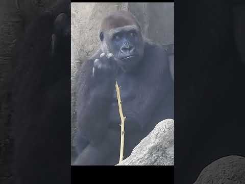 gorilla Tayari 15y2 old mom & son Jabali 5y5m old shorts T發…