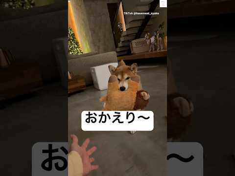 飼い主が帰ってきて大喜びの柴犬　柴犬　犬　かわいい 犬のいる暮らし 癒し サムネイル