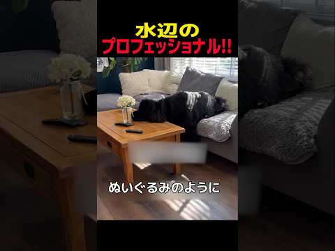 水辺のプロフェッショナル！！　#ニューファンドランド #笑える #癒し #大型犬のいる生活 #大型犬のいる暮らし #犬… サムネイル