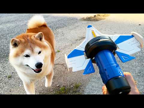 ロケット飛行機に２分だけ興味があった柴犬 サムネイル