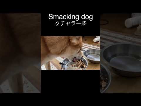 Smacking dog クチャラー柴 神戸 柴犬 shibainu 癒し サムネイル