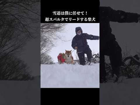 柴犬は超スパルタ！？人間の散歩手伝います shibainu 犬のいる暮らし 大雪 サムネイル