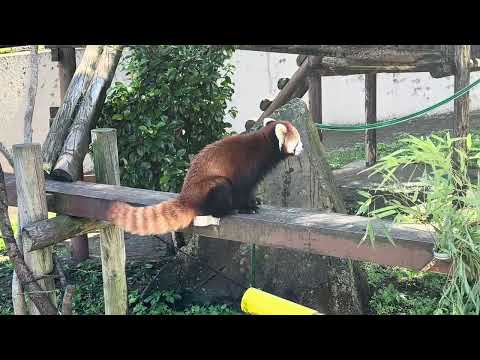 令花ちゃん　レッサーパンダ　大森山動物園　IMG 3455 サムネイル