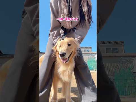 負けるなコロッケ 大型犬 ゴールデンレトリバー