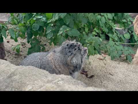 おはようナルくん　マヌルネコ　神戸どうぶつ王国にて　2025年12月26日 サムネイル
