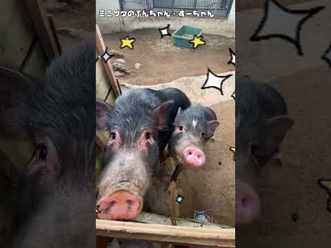 熱帯圏から徒歩20秒圏内にあるおいもたつきさんから干し芋のプレゼント　　　　　お店にも是非行って見てください！草津温泉… サムネイル