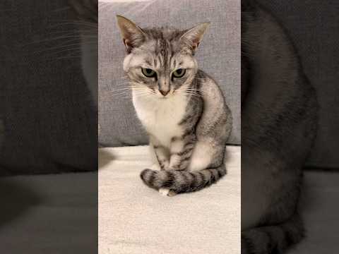 猫山さんが苦手な保護猫　Laughing cat toy and house cat 保護猫