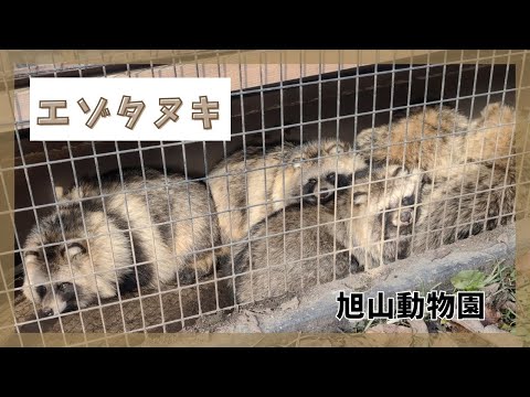 【旭山動物園】エゾタヌキ✨[Asahiyama Zoo] raccoon dog サムネイル