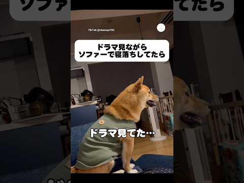 起きたら柴犬がドラマを見てた‼️  柴犬　犬のいる暮らし 面白い　かわいい犬 サムネイル