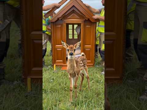 Luxury House Built from Scratch for a Baby Fawn 🦌🏡 サムネイル