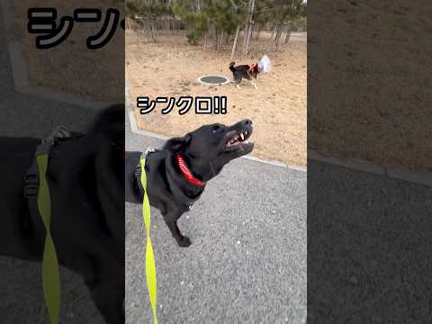今年最後の散歩は吹雪！積もる雪でシンクロする柴犬とラブラドール サムネイル