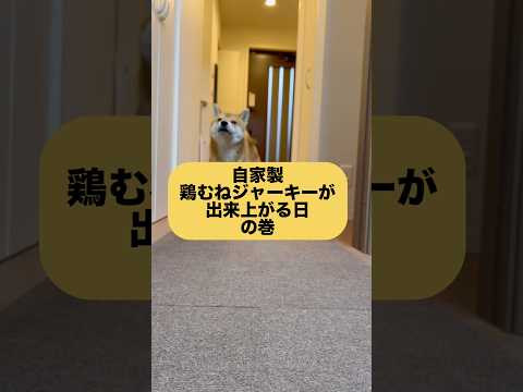 柴犬とん君、朝から大興奮！　#柴犬　#柴犬とん サムネイル