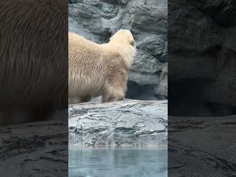 shorts 走るモモ太くん🐻‍❄️    ホッキョクグマ親子　秋田県男鹿水族館GAOにて2026年5月1日 サムネイル