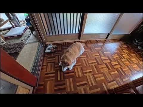 立夏も過ぎてフローリングぺたんこ柴が盛んな季節へ サムネイル