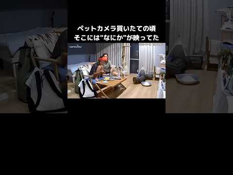 あまりにも近すぎてカメラを操作しながら笑いが止まらなかった日 シャム猫 ペットカメラ shorts サムネイル
