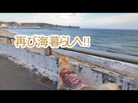 また海暮らしへ。ゴールデンレトリバーティト サムネイル