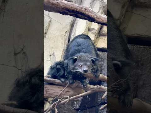 shorts おや シャロンちゃんどうしました？　ビントロング　那須どうぶつ王国にて　2026年1月30日 サムネイル