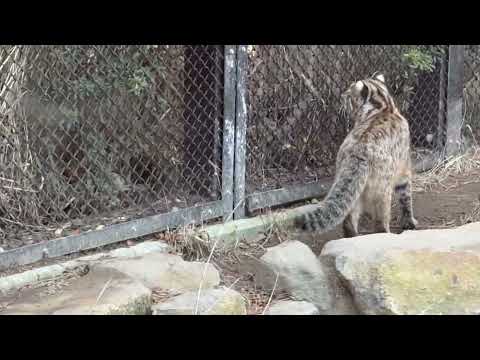 かりおくん 真裏で動くアカツキくん興味津々🤭　ツシマヤマヤマネコ　那須どうぶつ王国にて　2025年12月31日 サムネイル