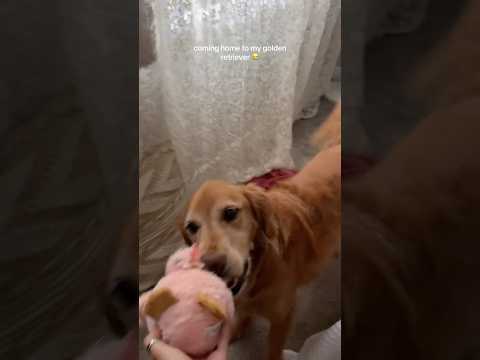 coming home to my golden retriever🥵goldenretreivers dog pup… サムネイル