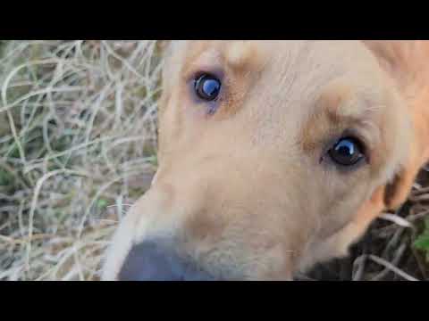 「カラスといっしょに帰りましょ」ゴールデンレトリバーと日没鑑賞。 サムネイル