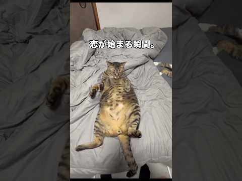 恋が始まる瞬間 猫 キジトラ 保護猫 shorts サムネイル