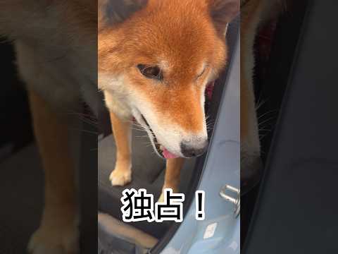 ’25.12.25 力丸の鼻が発見した物は…？ 柴犬 shibainu 柴犬のいる暮らし 柴犬の日常 車中泊犬 力丸 サムネイル