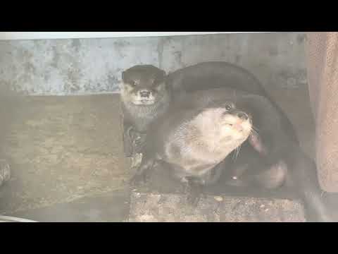 だまこくんとキトラ父さんかなぁ〜？　コツメカワウソ　秋田市大森山動物園にて　2025年9月22日  IMG 3521 サムネイル