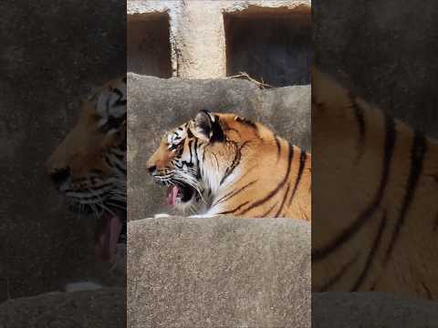 shorts まったりサーシャちゃん　アムールトラ🐯　浜松市動物園　2026年2月14日 サムネイル