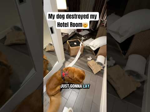 He looks so guilty サムネイル