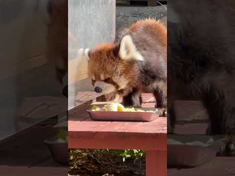 shorts チイタくん朝食中〜　レッサーパンダ　浜松市動物園にて　2026年2月14日 サムネイル