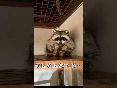 アライグマのノースはなにかに似てる… 東武動物公園 癒し かわいい zoo 動物 動物園 animals アライグマ… サムネイル