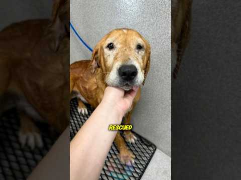 Does a Dog Realize It Was Rescued? shorts dog pets doglove… サムネイル