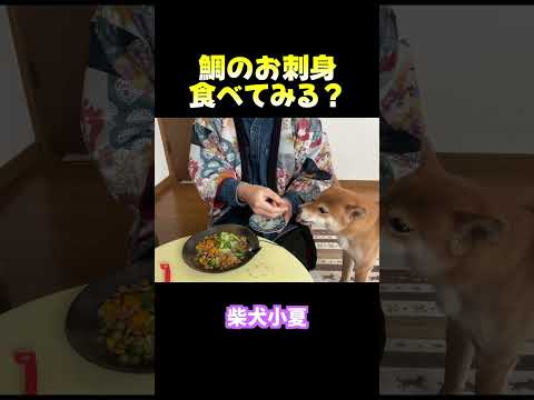 鯛のお刺身食べてみる？ サムネイル